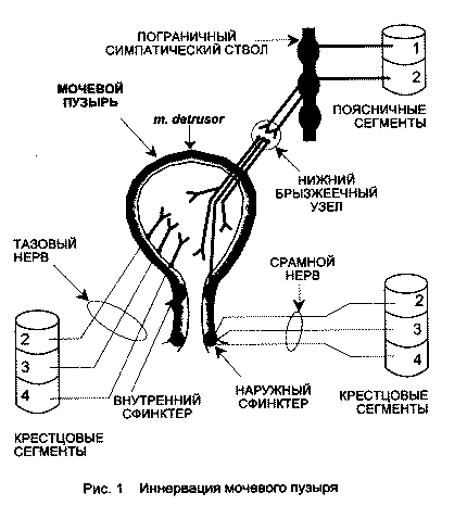 enur.gif (7668 bytes)