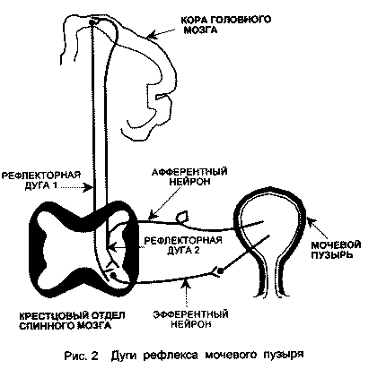 enur1.gif (5611 bytes)